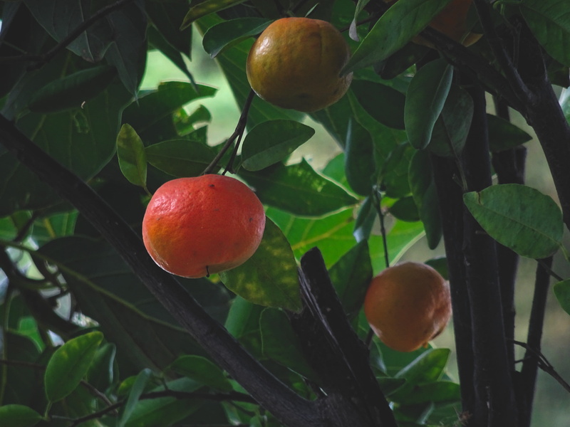 no people, freshness, nature, food and drink, growth, delicious, healthy eating, close-up, fruit tree, tree, green, green color, food, ripe, fruit, wellbeing