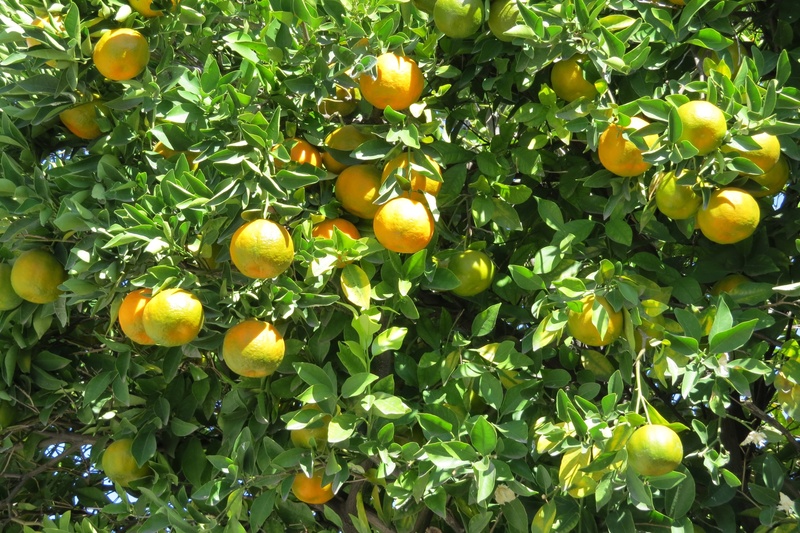 citric, ripe, nature, healthy, healthy eating, no people, outdoors, 2K, orchard, growth, leaf, yellow, plant part, tangerine, plant, food and drink, orange