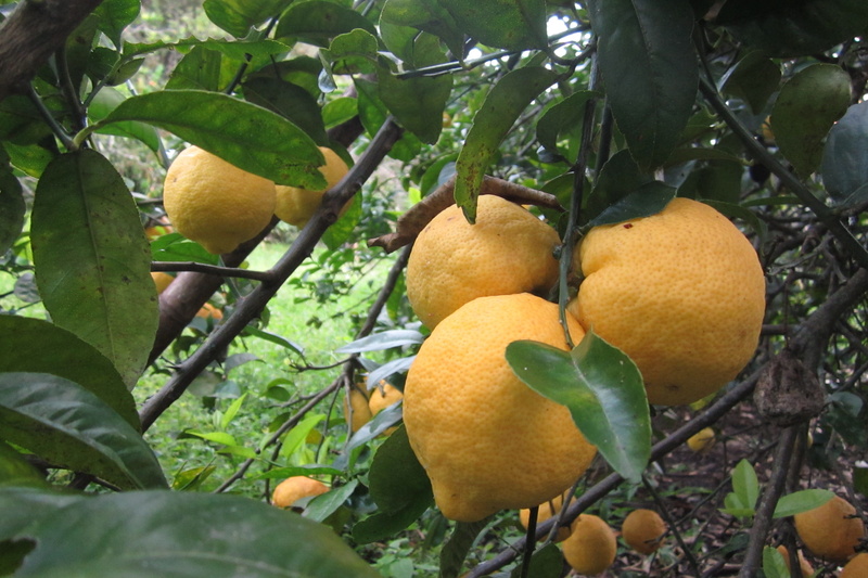 fruit tree, leaf, healthy eating, leaves, plant part, no people, close-up, orange, food, citric, citrus fruit, day, yellow, lemon tree, wellbeing, 4K