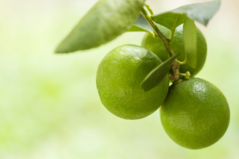 food and drink, organic, nature, plant part, healthy eating, Juice, focus on foreground, Drink, citric, ripe, food, healthy, plant, outdoors, day, no people