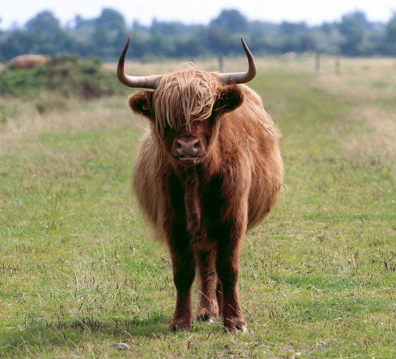 curious, hochlandrind, one animal, horns, nature, domestic, domestic animals, 2K, face, gaelic rind, livestock, animal hair, no people, animal wildlife