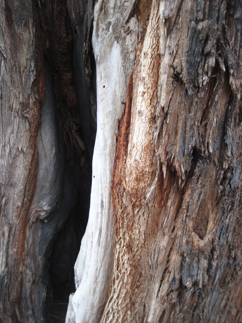 backgrounds, rock - object, plant, tree, brown, Texture, surface, rock, pattern, natural pattern, wood, rock formation, 4K, full frame, natural, bark