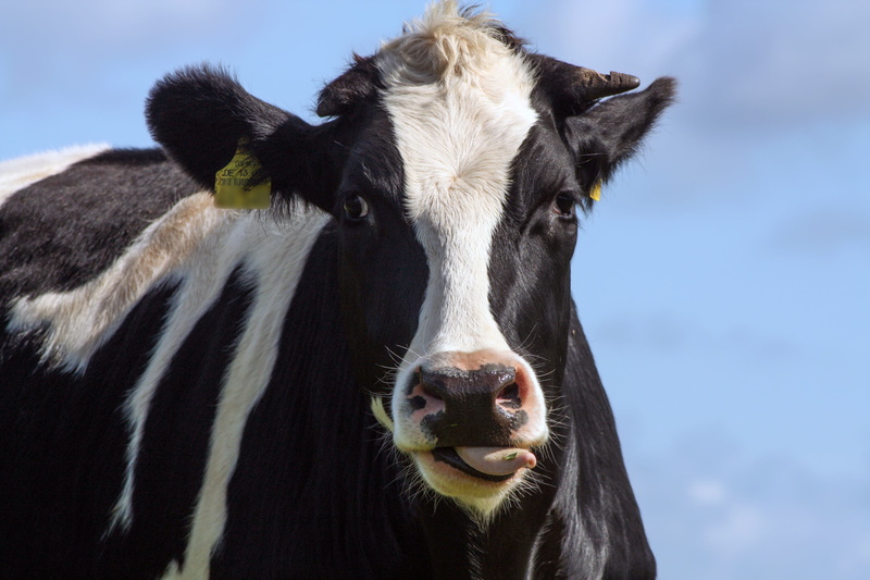 farm, herbivorous, animal head, domestic cattle, livestock, one animal, animal, nature, snout, domestic animals, seeds rind, pets, bull, cattle breeding