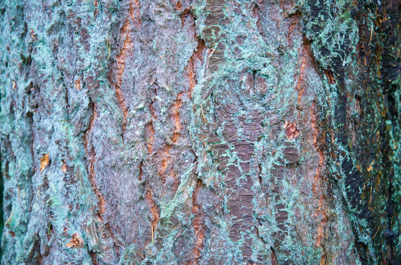 dirty, wood, day, damaged, timber, rind, brown, no people, wood - material, tree, weathered, rough, tree trunk, bark, close-up, backgrounds, plant, old