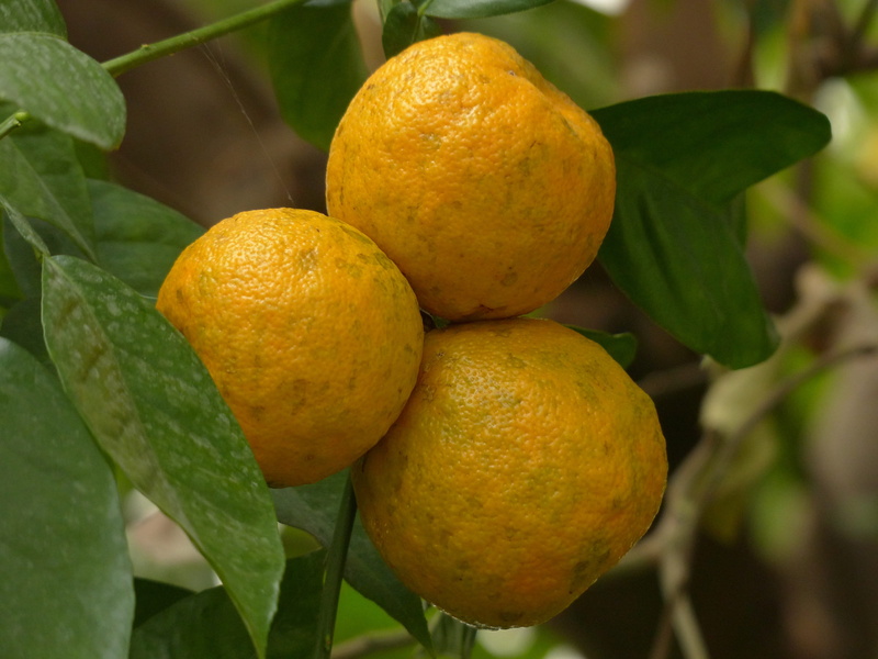 wellbeing, focus on foreground, day, orange similar to, fill, sour orange, food and drink, Bitter Oranges, citrus, close-up, plant, fruit, citrus aurantium