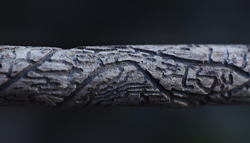 iguana, water, studio shot, eagle, bird, underwater, wood, rainforest, insect food, lizard, animal body part, under rind, rug, reptile, close-up, wooden