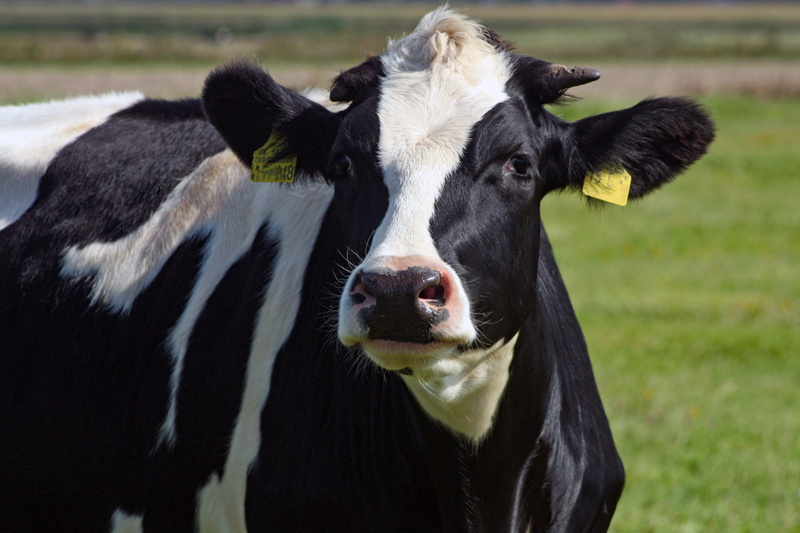 animal themes, domestic cattle, vertebrate, cow, ruminant, looking at camera, livestock tag, cattle breeding, livestock, mammal, 4K, seeds rind, pets