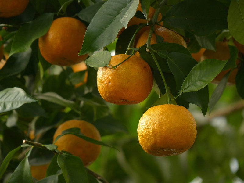 no people, orange similar to, growth, tree, baumfruecht, food, leaf, fill, wellbeing, Bitter Oranges, freshness, fruit, outdoors, 4K, ripe, plant, focus on foreground