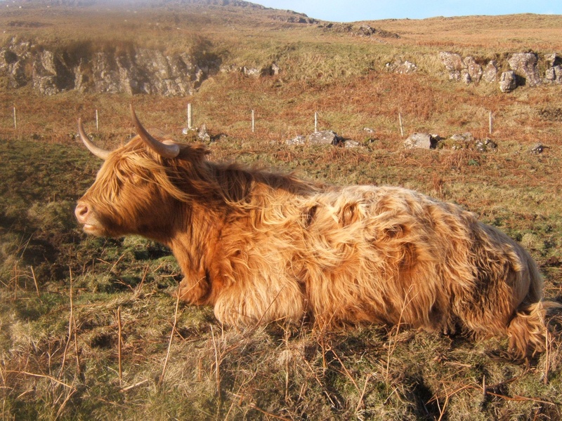 stock, ox, beef, herbivorous, rind, breed, meat, mammal, pets, domestic animals, day, highland cattle, cattle, pasture, hairy, livestock, grass, outdoors