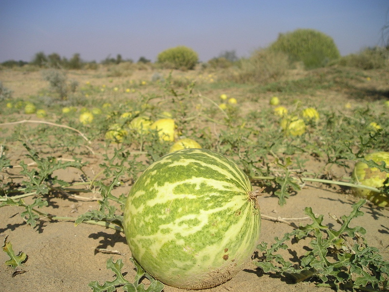 no people, healthy eating, green color, landscape, vegetable, focus on foreground, agriculture, fruit, bitter melon, food and drink, ripe, land, organic