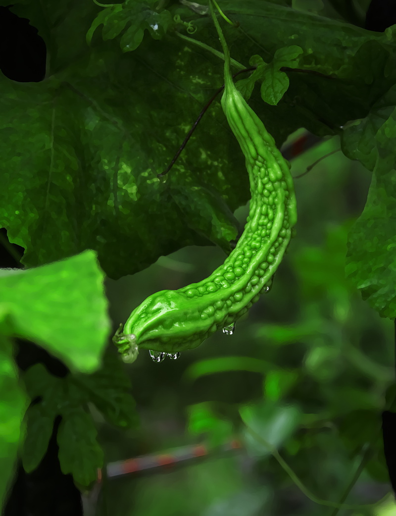 green, fruit, food and drink, plant, day, medicinal, bitter, one animal, nature, vegetable, plant part, the vegetable garden, focus on foreground, green color