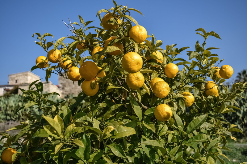 fruit tree, bitter orange, wellbeing, healthy eating, orange, food, lemon, growth, crop, freshness, countryside, ripe, citrus, cyprus, nature, no people