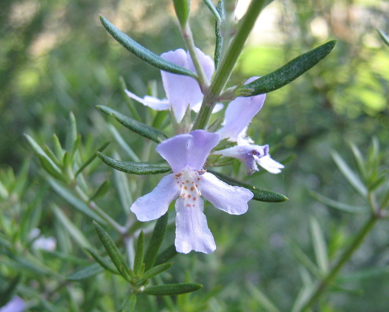 beauty in nature, plant, homeopathic, fragility, nature, flower head, petaled, petal, herb, apothecary, flowers, photography, flowering plant, no people