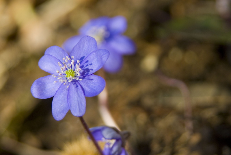 focus on foreground, 4K, no people, vulnerability, purple, outdoors, violet, beauty in nature, growth, homeopathic medicine, flower, flower head, plant