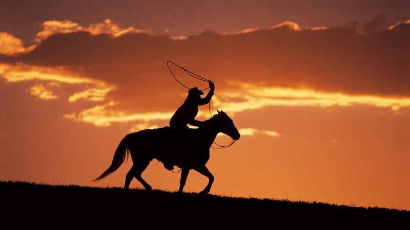 mammal, women, one animal, equestrian, domestic animals, sunset, riding, domestic, animal wildlife, herbivorous, action, dusk, animals in the wild, landscape