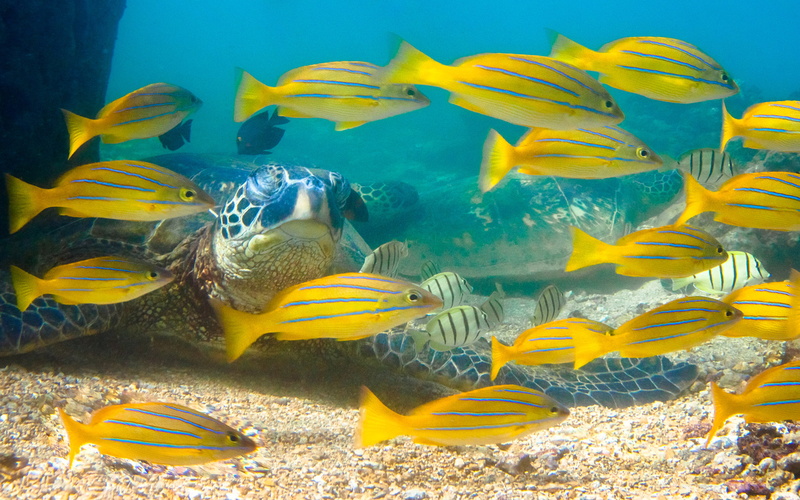 green, underwater, water, tablet, yellow, swimming, mobile, marine, school of fish, invertebrate, vertebrate, animals in the wild, snapper, animal themes