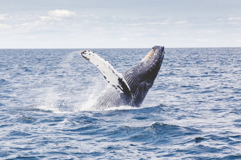 mammal, 5K, marine, whale, humpback, animal, sea