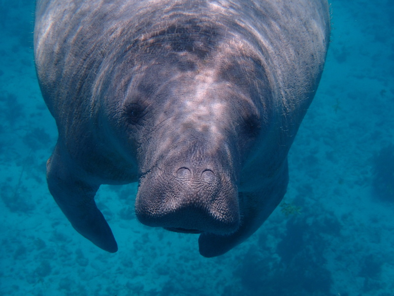 swimming, water, barbara, animal, animal wildlife, sea life, outdoors, one animal, animal themes, underwater, marine, vertebrate, marine mammal, mammal