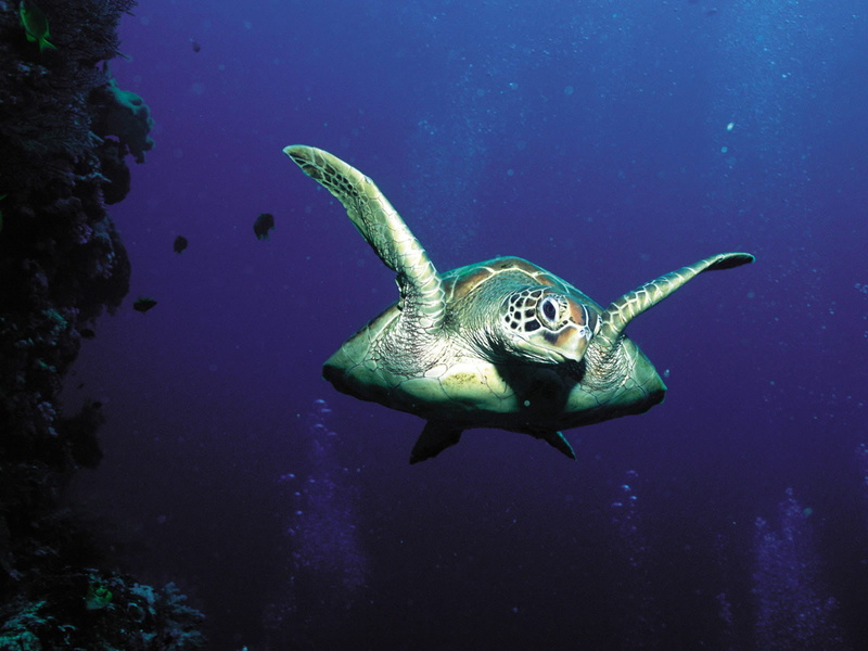green, rocks, turtle, fish, dark, sea turtle, photography, sea, animals, 720P