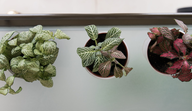 table, flower, plant, healthy eating, food, freshness, close-up, soil, marble, green color, plants, leaf, clean, achrafieh, vegetables, nature, no people