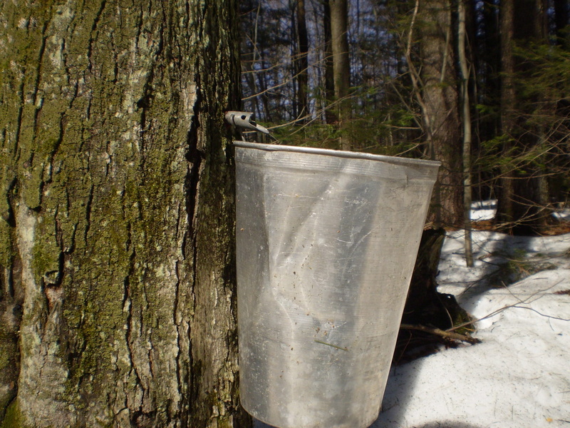 tranquility, old, production, tree, drop, tree trunk, seasonal, sweet, nature, bucket, traditional, 1080P, boiler, focus on foreground, sugar season, land
