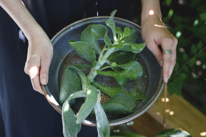 metal, green color, gray, person, wellbeing, harvest, plant, gardening, woman, women, 5K, inside, summer, human body part, sunlight, succulent, vegetable