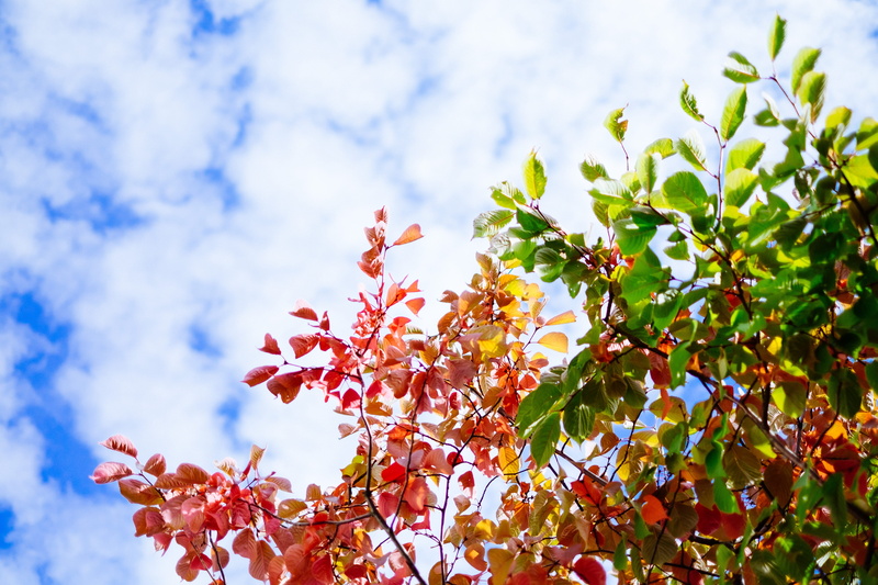 rowanberry, no people, flower, sky, food, beauty in nature, plant part, red, tree, close-up, autumn, day, stockholm, hammarby sjöstad, change, blue, low angle view