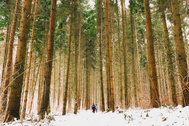 hiking, non-urban scene, plant, ice, growth, scenic, tree trunk, leisure activity, hdr, landscape, adventure, walking, trunk, woods, people, winter, beauty in nature