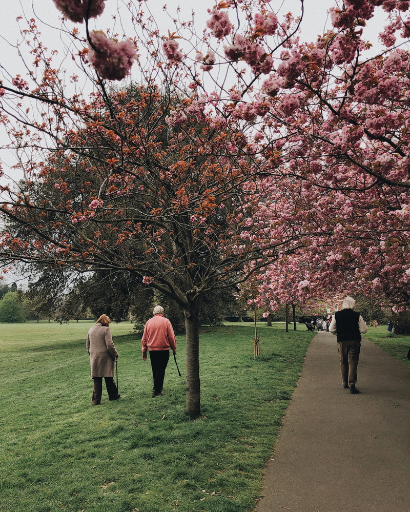 walking, men, lifestyles, nature, tree, blooming, flora, 2K, environment, plant, scenic, springtime, elderly, old, season, beautiful, blossom, branches