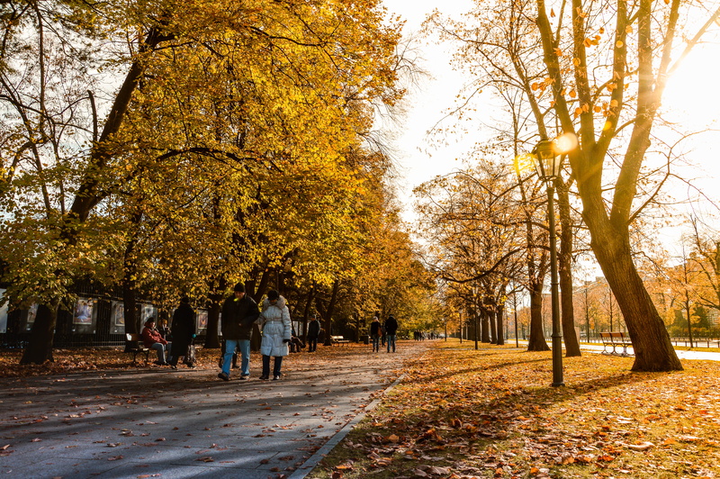 people, plant part, scenery, scenic, dry leaves, beauty in nature, sunlight, season, park, real people, 5K, outdoors, concrete, pavement, daytime, plant