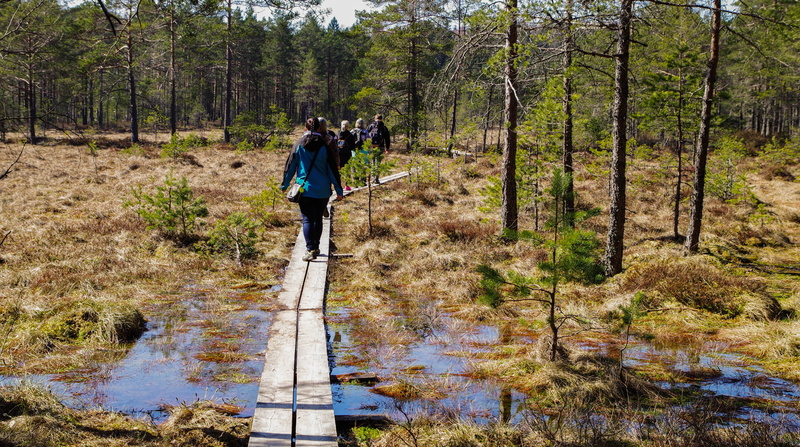 lifestyles, 5K, nature, beauty in nature, leisure activity, hike, tranquility, woods, hiking, travel, tree, park, walk, standing, planks, trees, activity