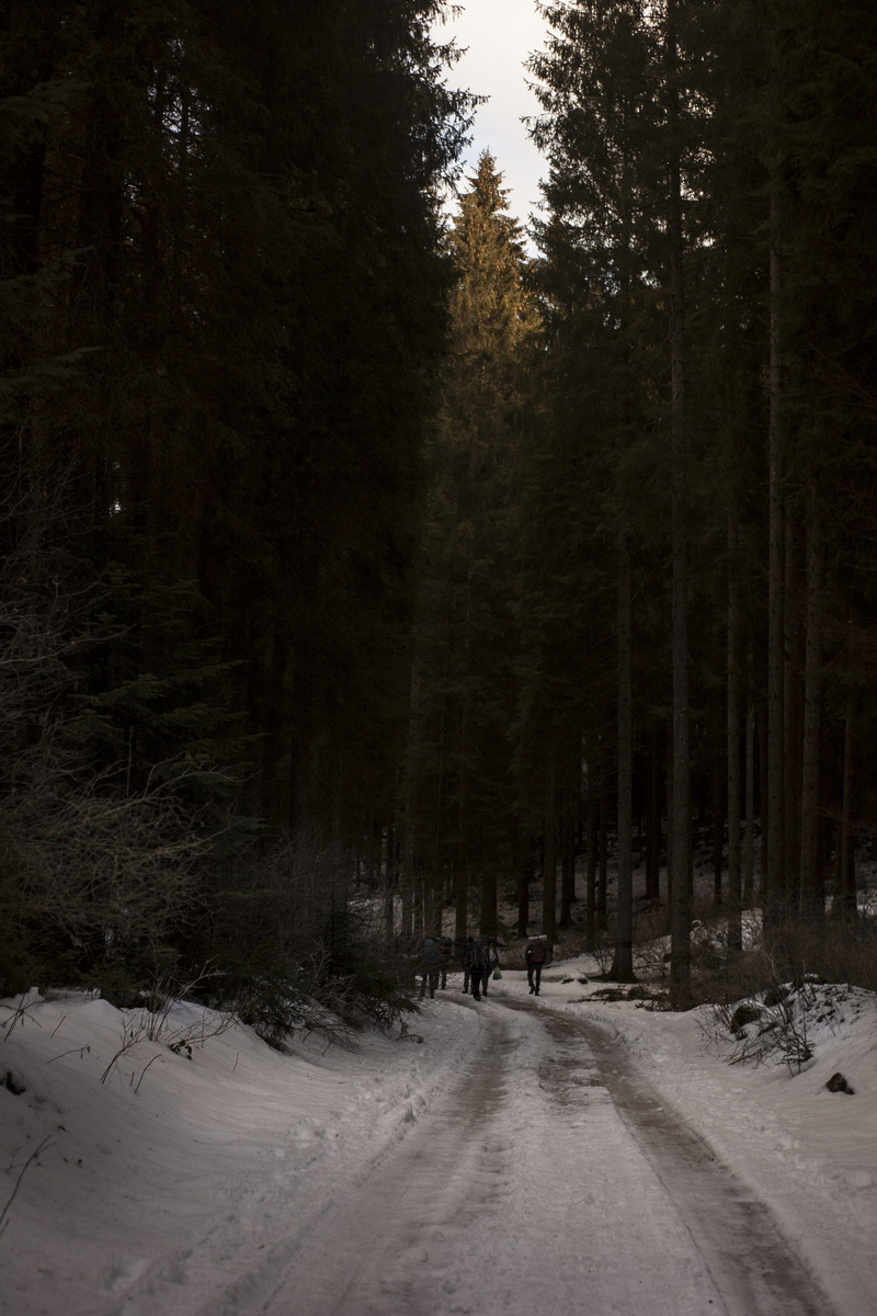 non-urban scene, tall, frost, ice, covering, tranquility, beauty in nature, forest, outdoors, daylight, environment, growth, road, plant, walking, land
