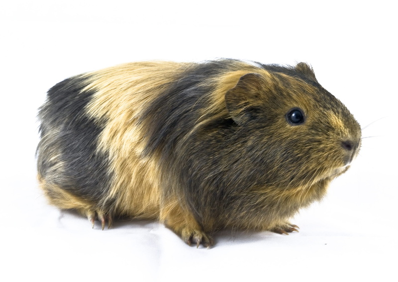 brown, white background, no people, indoors, animal hair, pig, pet, animal wildlife, hamster, sweet, profile view, pets, black, 2K, small, mammal, Favorite