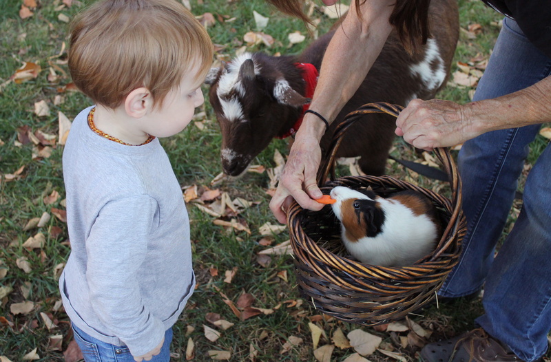 caucasian Ethnicity, child, livestock, day, Boy, vertebrate, field, man, domestic Animals, smiling, one animal, basket, togetherness, women, people, two people