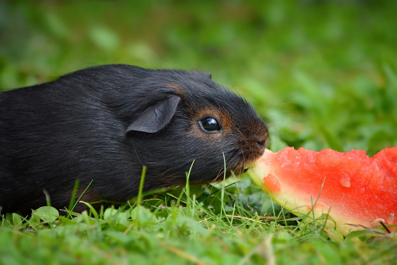 animal wildlife, daytime, grass, cute, focus, herbivorous, black red loh, food, small animal, domestic, animal head, plant, 1080P, selective focus, tip
