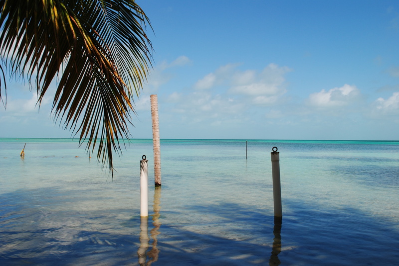 summer, coconut palm tree, palm leaf, horizon, central america, idyllic, horizon over water, turquoise colored, sand, body, cloud - sky, cay caulker, belize