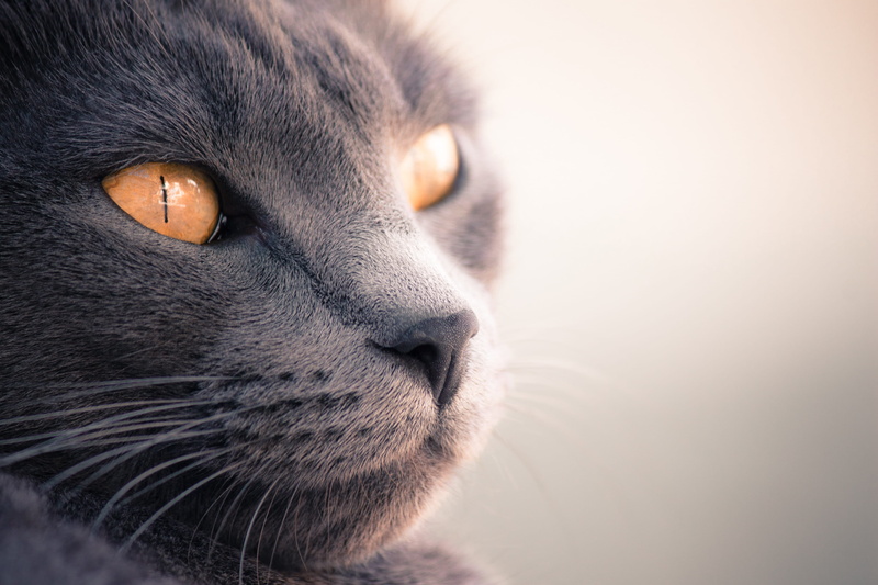 one animal, animal hair, mammal, body part, animal, tabby, animal body part, pet, gray, animal head, face, snout, portrait, animal nose, cay, feline, 4K