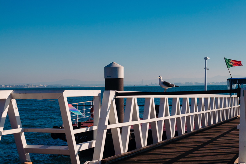 architecture, tranquility, tower, banister, water, animal, portugal, pier, built structure, dock, building, wood, scenics - nature, port, day, flag, clear sky