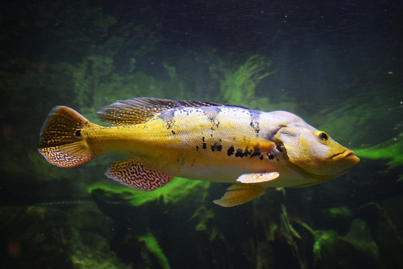 fishing, pen, undersea, nature, hawser, boat, animals, animal scale, marine fish, sefton, the baltic sea, water, cruises, birds, diving, wings, mouth open