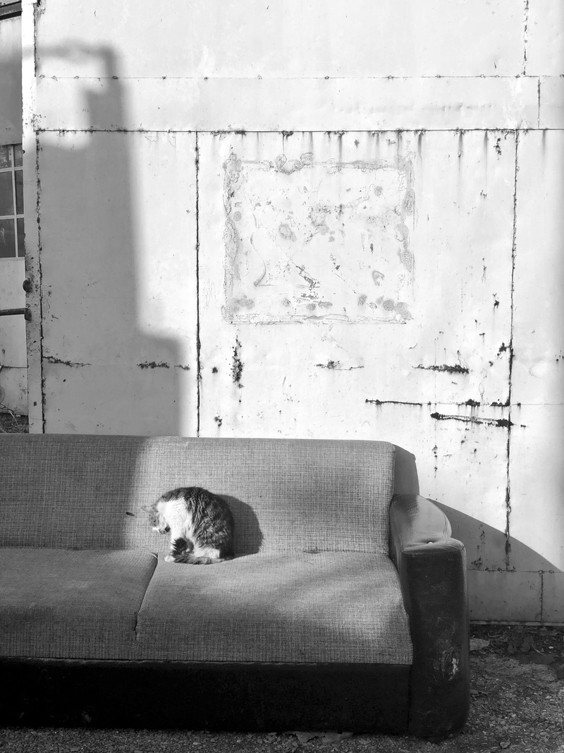 no people, built structure, furniture, photo, grayscale, domestic animals, 4K, wall - building feature, animal themes, one animal, abandoned, sofa, day