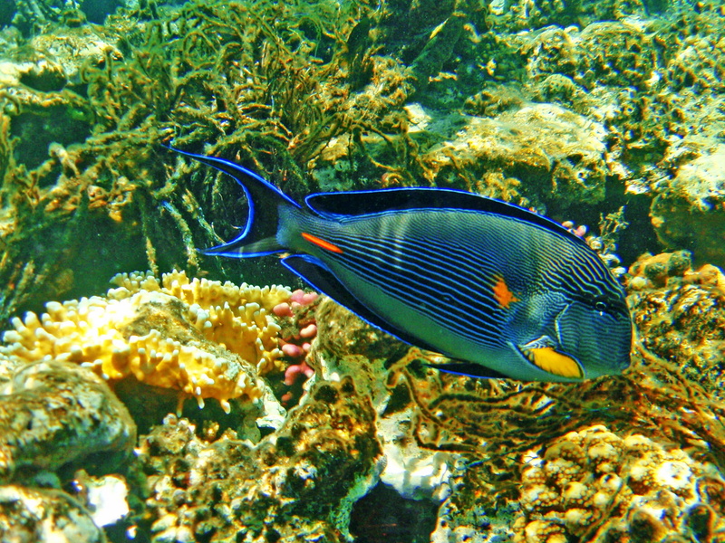 sea, sea life, beauty in nature, animal themes, the red sea, water, animal wildlife, one animal, summer, cay, marine, invertebrate, no people, nature, egypt