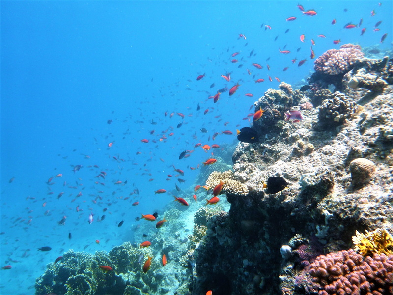 ecosystem, marine, undersea, animal wildlife, large group of animals, group of animals, animals in the wild, outdoors, invertebrate, fish, no people, blue