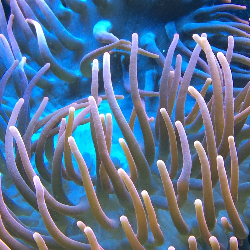 close, the red sea, blue, reef, animal wildlife, coral, zoo, brown, sea, animal themes, water, animals, undersea, ocean, fish, ecosystem, cay, sea anemone