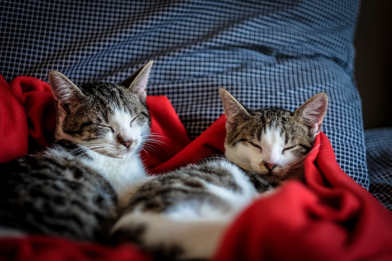tabby, vertebrate, mammal, two, whisker, animal, furniture, feline, house, pet, two animals, textile, blanket, pillow, napping, red, indoors, domestic animals