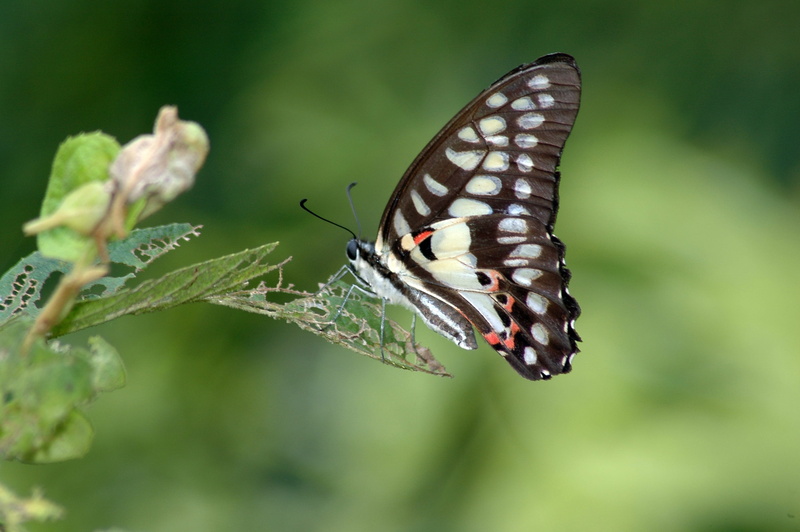flower, butterfly, taiwan, one animal, animal themes, green-spotted swallowtail, animal, invertebrate, 2K, outdoors, butterfly - insect, leaf, close-up