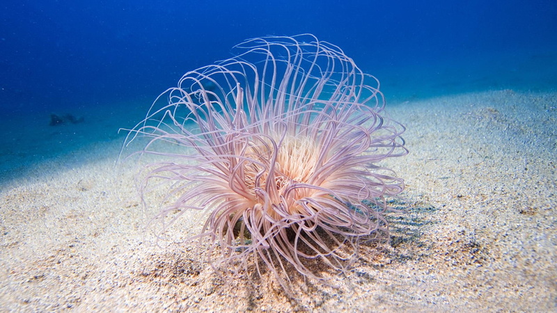 purple, water, anemone, animal, jellyfish, 1080P, sea