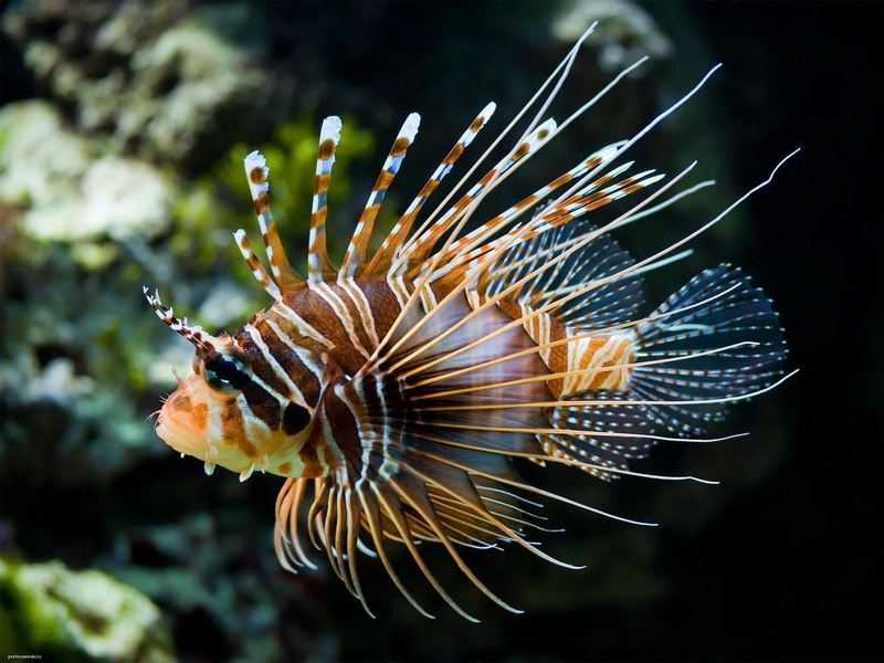 720P, tropical Fish, lion, vertebrate, water, scuba Diving, animal, brown, saltwater Fish, marine, animal themes, white, coral, wildlife, undersea, animal wildlife