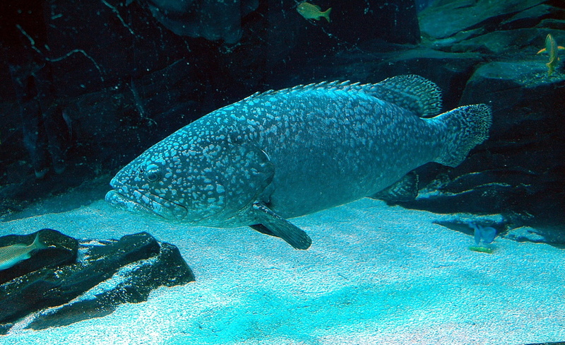 Tropical Fish, marine, animals in the wild, Saltwater, aquatic, hobby, animal, full length, water, deep, undersea, vertebrate, sea life, scuba, swimming