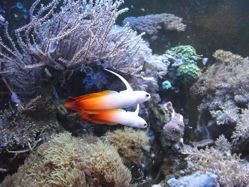 coral, animal, undersea, beauty in nature, vertebrate, invertebrate, sea, marine, his grandmother fiery, sea life, saltwater aquarium, nature, underwater