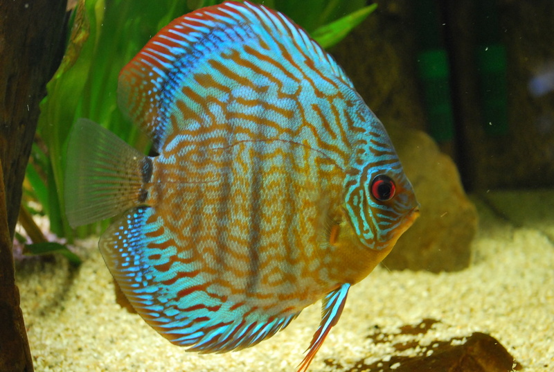 close-up, saltwater fish, one animal, aquarium, 2K, fish, sea life, no people, animal themes, discus, tank, animal, marine, undersea, animals in the wild